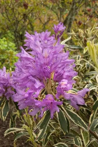 Рододендрон понтійський Варієгатум|Rhododendron ponticum ’Variegatum’|Рододендрон понтийский Вариегатум